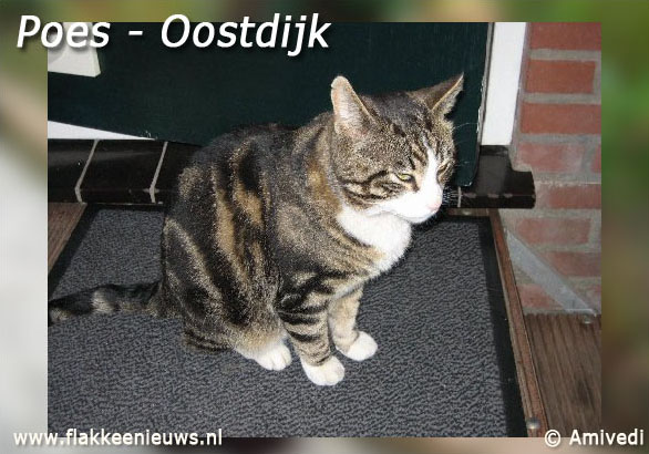 amivedi-poes-oostdijk amivedi-poes-oostdijk