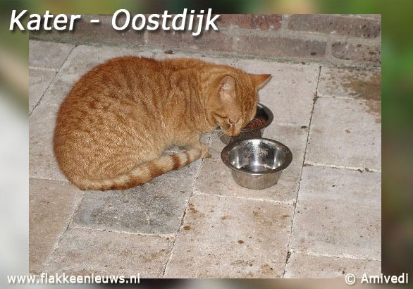 amivedia-kater-oostdijk amivedia-kater-oostdijk