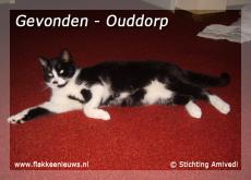 Foto behorende bij Gevonden en vermiste huisdieren week 05-2010