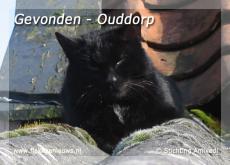 Foto behorende bij Gevonden en vermiste huisdieren week 10-2010 