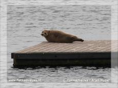 Foto behorende bij Zeehond gesignaleerd in Ouddorp
