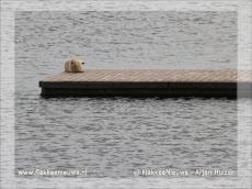 Foto behorende bij Zeehond gesignaleerd in Ouddorp