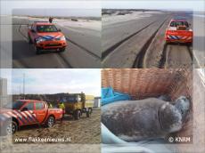 Foto behorende bij Reddingsbrigade en KNRM gealarmeerd voor zeehond