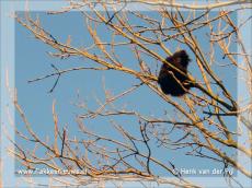 Foto behorende bij Brandweer helpt kat uit de boom