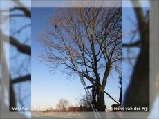Foto behorende bij Brandweer helpt kat uit de boom