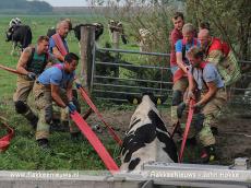 Foto behorende bij Brandweer schiet koe in de sloot te hulp Foto behorende bij Brandweer schiet koe in de sloot te hulp