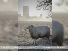Foto behorende bij Winnaar fotowedstrijd mooiste foto van Goeree-Overflakkee Foto behorende bij Winnaar fotowedstrijd mooiste foto van Goeree-Overflakkee