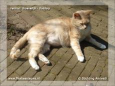 Foto behorende bij Gevonden en vermiste huisdieren week 47-2011