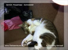 Foto behorende bij Gevonden en vermiste huisdieren week 47-2011