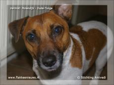 Foto behorende bij Gevonden en vermiste huisdieren week 47-2011