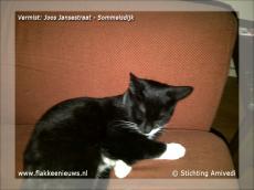 Foto behorende bij Gevonden en vermiste huisdieren week 51-2011