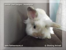 Foto behorende bij Gevonden en vermiste huisdieren week 04-2012