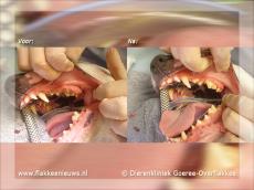 Februari gebitsmaand bij dierenkliniek Goeree-Overflakkee
